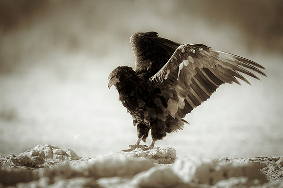 Africa, Africa, Bertazzoni, Nikon, "Southern Pale Chanting Goshawk", beak, bird, claws, colors, details, eagle, eating, feathers, flying, forest, garden, hawk, hunting, jungle, nest, park, posing, pre