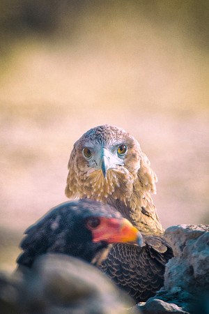 Africa, Africa, Bertazzoni, Nikon, "Southern Pale Chanting Goshawk", beak, bird, claws, colors, details, eagle, eating, feathers, flying, forest, garden, hawk, hunting, jungle, nest, park, posing, pre
