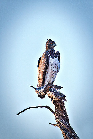 Africa, Africa, Bertazzoni, Nikon, "Southern Pale Chanting Goshawk", beak, bird, claws, colors, details, eagle, eating, feathers, flying, forest, garden, hawk, hunting, jungle, nest, park, posing, pre