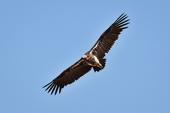 Beak, Bertazzoni, Mexico, Nikon, Texas, Wings, "black & white", death, eyes, feathers, flying, legs, nature, scavengers, "turkey vulture", vulture, wilderness
