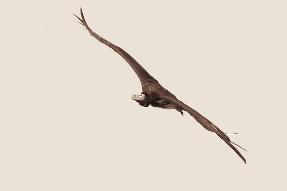 Beak, Bertazzoni, Mexico, Nikon, Texas, Wings, "black & white", death, eyes, feathers, flying, legs, nature, scavengers, "turkey vulture", vulture, wilderness