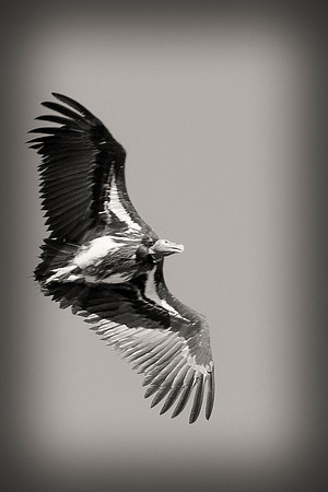 Beak, Bertazzoni, Mexico, Nikon, Texas, Wings, "black & white", death, eyes, feathers, flying, legs, nature, scavengers, "turkey vulture", vulture, wilderness