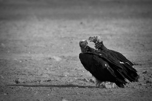 Beak, Bertazzoni, Mexico, Nikon, Texas, Wings, "black & white", death, eyes, feathers, flying, legs, nature, scavengers, "turkey vulture", vulture, wilderness