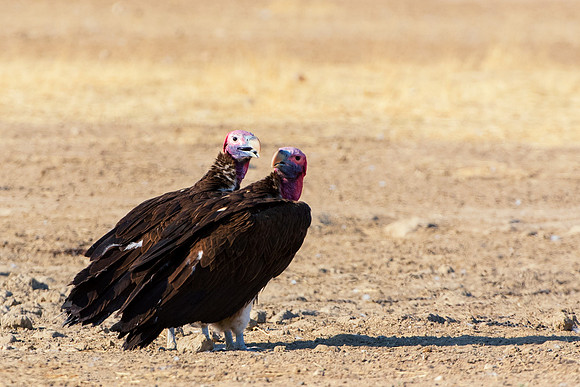 Beak, Bertazzoni, Mexico, Nikon, Texas, Wings, "black & white", death, eyes, feathers, flying, legs, nature, scavengers, "turkey vulture", vulture, wilderness
