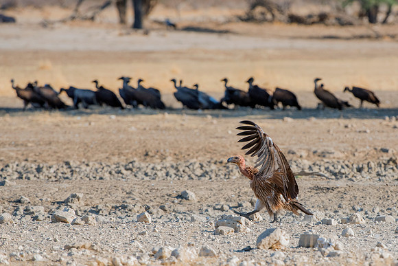 Beak, Bertazzoni, Mexico, Nikon, Texas, Wings, "black & white", death, eyes, feathers, flying, legs, nature, scavengers, "turkey vulture", vulture, wilderness