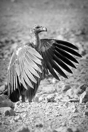 Beak, Bertazzoni, Mexico, Nikon, Texas, Wings, "black & white", death, eyes, feathers, flying, legs, nature, scavengers, "turkey vulture", vulture, wilderness