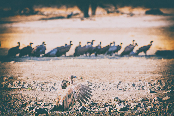 Beak, Bertazzoni, Mexico, Nikon, Texas, Wings, "black & white", death, eyes, feathers, flying, legs, nature, scavengers, "turkey vulture", vulture, wilderness