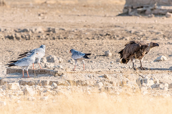 Beak, Bertazzoni, Mexico, Nikon, Texas, Wings, "black & white", death, eyes, feathers, flying, legs, nature, scavengers, "turkey vulture", vulture, wilderness
