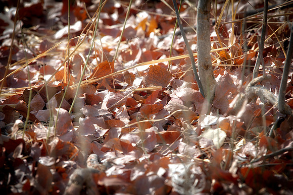 Bertazzoni, Nikon, aspens, autumn, autumn, bokeh, branches, contrast, cortex, dew, foliage, forest, leafs, nature, pearls, pecan, rain, "rose garden", season, trees, water, wind, winter, wood
