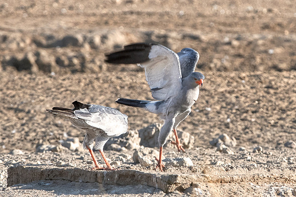 Africa, Africa, Bertazzoni, Nikon, "Southern Pale Chanting Goshawk", beak, bird, claws, colors, details, eagle, eating, feathers, flying, forest, garden, hawk, hunting, jungle, nest, park, posing, pre