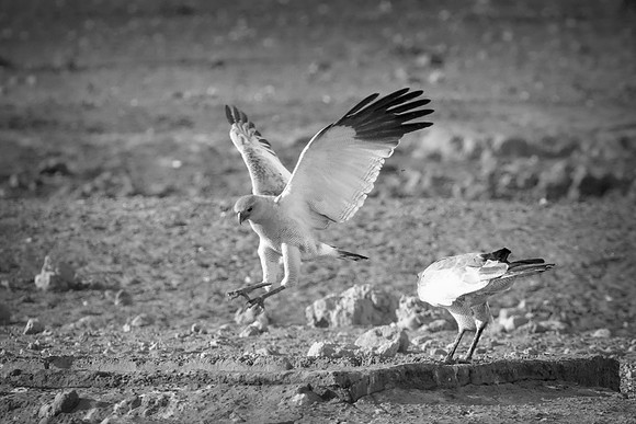 Africa, Africa, Bertazzoni, Nikon, "Southern Pale Chanting Goshawk", beak, bird, claws, colors, details, eagle, eating, feathers, flying, forest, garden, hawk, hunting, jungle, nest, park, posing, pre