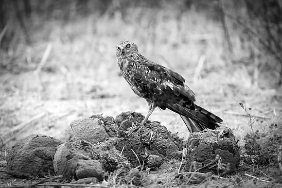 Africa, Africa, Bertazzoni, Nikon, "Southern Pale Chanting Goshawk", beak, bird, claws, colors, details, eagle, eating, feathers, flying, forest, garden, hawk, hunting, jungle, nest, park, posing, pre