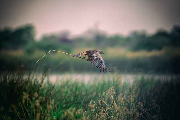 Africa, Africa, Bertazzoni, Nikon, "Southern Pale Chanting Goshawk", beak, bird, claws, colors, details, eagle, eating, feathers, flying, forest, garden, hawk, hunting, jungle, nest, park, posing, pre