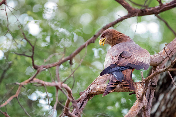 Africa, Africa, Bertazzoni, Nikon, "Southern Pale Chanting Goshawk", beak, bird, claws, colors, details, eagle, eating, feathers, flying, forest, garden, hawk, hunting, jungle, nest, park, posing, pre