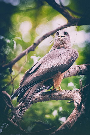 Africa, Africa, Bertazzoni, Nikon, "Southern Pale Chanting Goshawk", beak, bird, claws, colors, details, eagle, eating, feathers, flying, forest, garden, hawk, hunting, jungle, nest, park, posing, pre