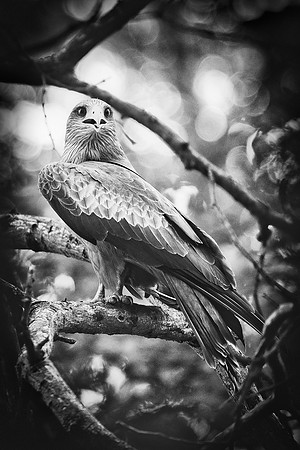 Africa, Africa, Bertazzoni, Nikon, "Southern Pale Chanting Goshawk", beak, bird, claws, colors, details, eagle, eating, feathers, flying, forest, garden, hawk, hunting, jungle, nest, park, posing, pre