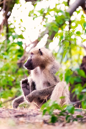 Africa, Bertazzoni, Botswana, Kenya, Namibia, Nikon, Tanzania, Tarzan, Zambia, Zimbabwe, ape, baboons, "black & white", grooming, jungle, monkey, primate, safari, savanna, teeth, trees
