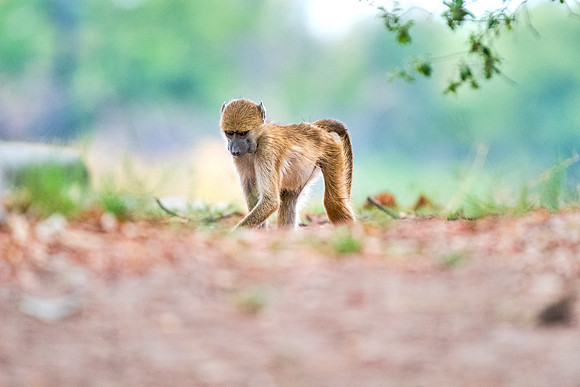 Africa, Bertazzoni, Botswana, Kenya, Namibia, Nikon, Tanzania, Tarzan, Zambia, Zimbabwe, ape, baboons, "black & white", grooming, jungle, monkey, primate, safari, savanna, teeth, trees