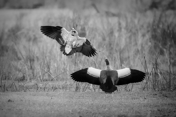 Africa, "African Hen", Kingfisher, beak, bird, claws, colors, colors, details, ducks, eagle, eating, "egyptian goose", feathers, flying, forest, garden, hawk, hunting, jungle, nest, park, posing, pred
