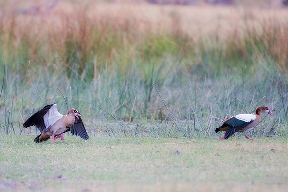Africa, "African Hen", Kingfisher, beak, bird, claws, colors, colors, details, ducks, eagle, eating, "egyptian goose", feathers, flying, forest, garden, hawk, hunting, jungle, nest, park, posing, pred