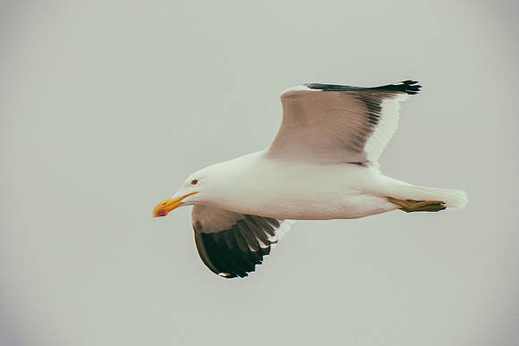 Africa, Bertazzoni, "Kelp Gull", Namibia, Nikon, beak, bird, coast, details, feathers, fishing, flying, flying, gull, landing, legs, nature, ocean, safari, sea, wings