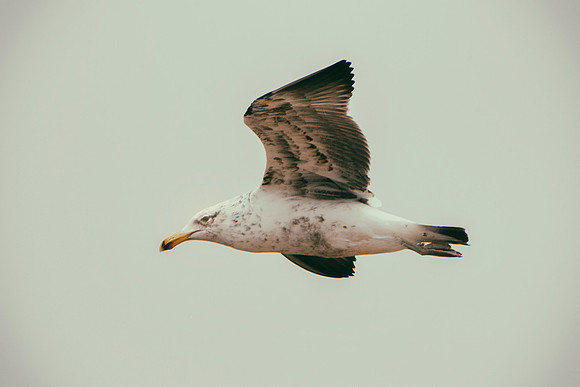 Africa, Bertazzoni, "Kelp Gull", Namibia, Nikon, beak, bird, coast, details, feathers, fishing, flying, flying, gull, landing, legs, nature, ocean, safari, sea, wings