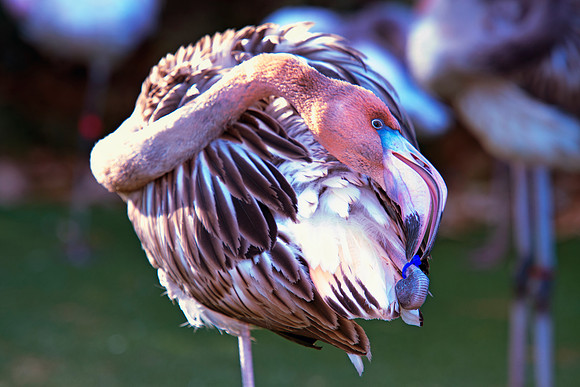 Bertazzoni, Nikon, bird, colors, details, details, feathers, flamingo, migration, peak, pink, pond, portrait, sea, structure, swamp, wings, zoo