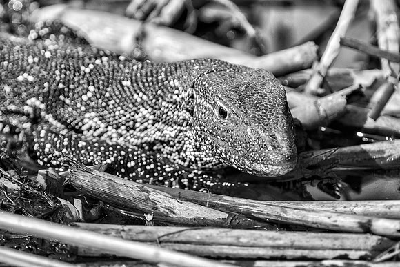 Africa, Botswana, Caprivi, Chobe, Namibia, Savuti, bertazzoni, "big lizard", "black & white", details, skin, monitor, "water monitor"