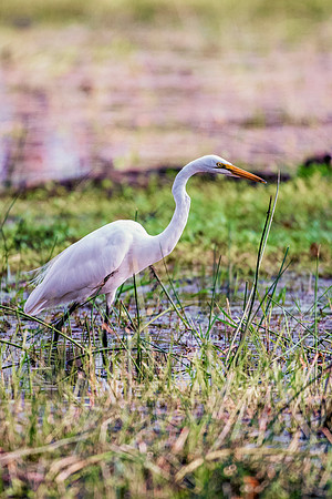 Bertazzoni, Jamaica, Nikon, artistic, beak, colors, feathers, fishing, "flying egret", heron, legs, migration, nature, nesting, panning, parade, pond, safari, swamp, "white egret"