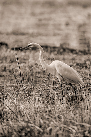 Bertazzoni, Jamaica, Nikon, artistic, beak, colors, feathers, fishing, "flying egret", heron, legs, migration, nature, nesting, panning, parade, pond, safari, swamp, "white egret"