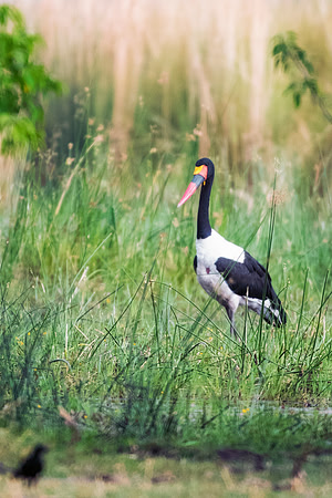 Bertazzoni, Nikon, Texas, bird, "black & white", feathers, fishing, "great Blue Heron", lake, migration, nature, park, peak, pond, swamp, "wading bird", wildlife, wings