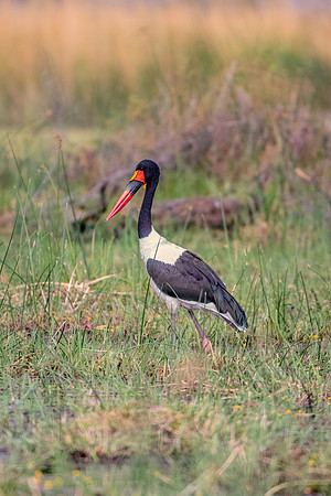 Bertazzoni, Nikon, Texas, bird, "black & white", feathers, fishing, "great Blue Heron", lake, migration, nature, park, peak, pond, swamp, "wading bird", wildlife, wings