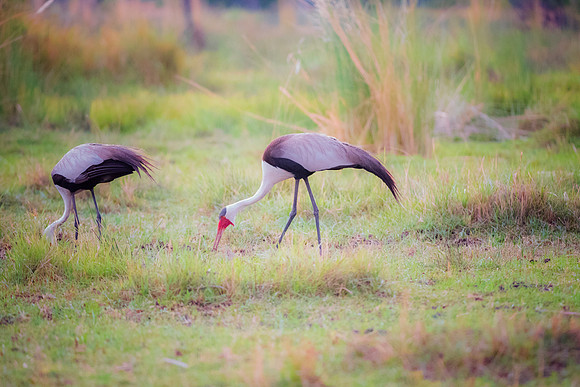 Bertazzoni, Nikon, Texas, bird, "black & white", feathers, fishing, "great Blue Heron", lake, migration, nature, park, peak, pond, swamp, "wading bird", wildlife, wings