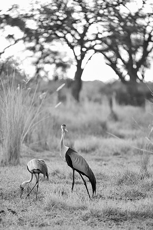 Bertazzoni, Nikon, Texas, bird, "black & white", feathers, fishing, "great Blue Heron", lake, migration, nature, park, peak, pond, swamp, "wading bird", wildlife, wings