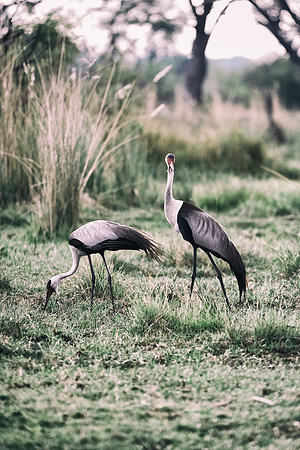 Bertazzoni, Nikon, Texas, bird, "black & white", feathers, fishing, "great Blue Heron", lake, migration, nature, park, peak, pond, swamp, "wading bird", wildlife, wings