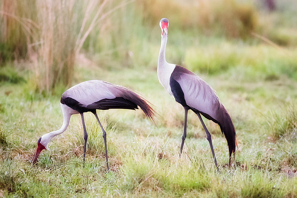 Bertazzoni, Nikon, Texas, bird, "black & white", feathers, fishing, "great Blue Heron", lake, migration, nature, park, peak, pond, swamp, "wading bird", wildlife, wings
