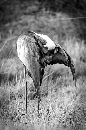 Bertazzoni, Nikon, Texas, bird, "black & white", feathers, fishing, "great Blue Heron", lake, migration, nature, park, peak, pond, swamp, "wading bird", wildlife, wings