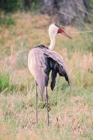 Bertazzoni, Nikon, Texas, bird, "black & white", feathers, fishing, "great Blue Heron", lake, migration, nature, park, peak, pond, swamp, "wading bird", wildlife, wings