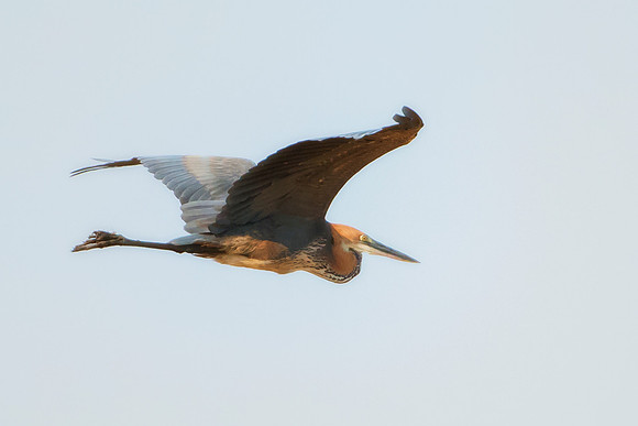 Bertazzoni, Nikon, Texas, bird, "black & white", feathers, fishing, "great Blue Heron", lake, migration, nature, park, peak, pond, swamp, "wading bird", wildlife, wings