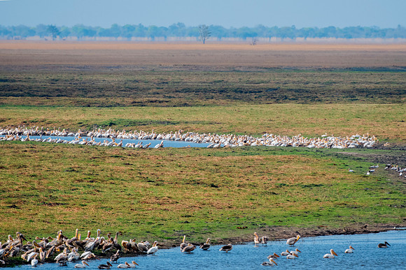 Flock of Great White Pelicans