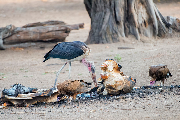 Africa, Botswana, Kenya, Malawi, Namibia, "South Africa", Sunbathing, Tanzania, Zambia, Zimbabwe, beak, birds, "black bird", branches, colors, details, eye, feathers, flying, lakes, nature, nature, pa