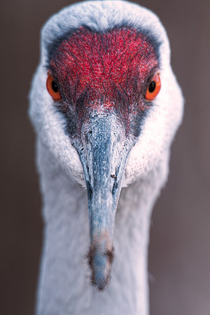 portrait, eye, details, colors, beak, zoo, Texas, nature, Nikon, Bertazzoni, swamp, wings, flying, "whooping Crane"