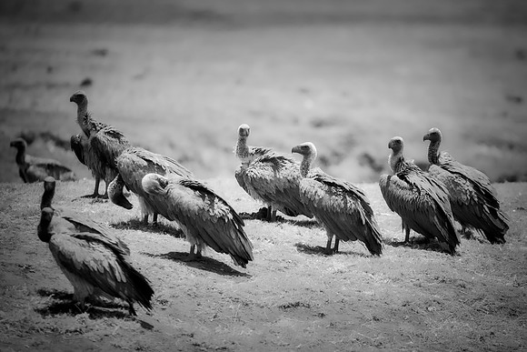 Beak, Bertazzoni, Mexico, Nikon, Texas, Wings, "black & white", death, eyes, feathers, flying, legs, nature, scavengers, "turkey vulture", vulture, wilderness