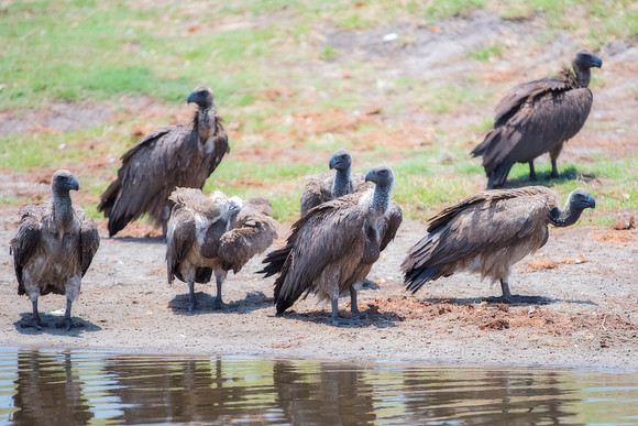 Beak, Bertazzoni, Mexico, Nikon, Texas, Wings, "black & white", death, eyes, feathers, flying, legs, nature, scavengers, "turkey vulture", vulture, wilderness