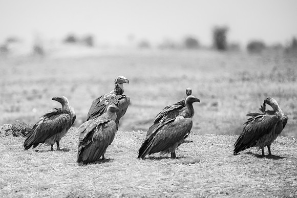 Beak, Bertazzoni, Mexico, Nikon, Texas, Wings, "black & white", death, eyes, feathers, flying, legs, nature, scavengers, "turkey vulture", vulture, wilderness