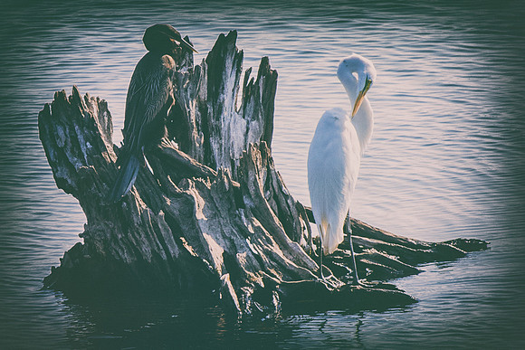 Bertazzoni, Jamaica, Nikon, artistic, beak, colors, feathers, fishing, "flying egret", heron, legs, migration, nature, nesting, panning, parade, pond, safari, swamp, "white egret"