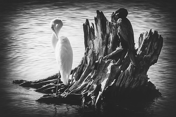 Bertazzoni, Jamaica, Nikon, artistic, beak, colors, feathers, fishing, "flying egret", heron, legs, migration, nature, nesting, panning, parade, pond, safari, swamp, "white egret"