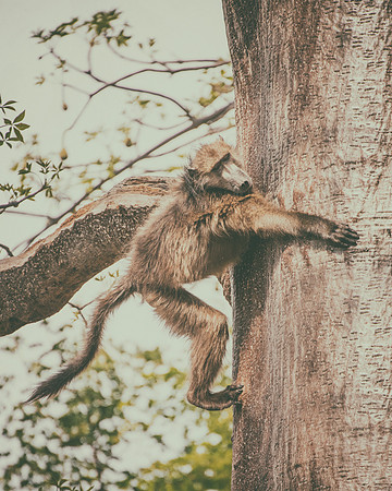 Baboon