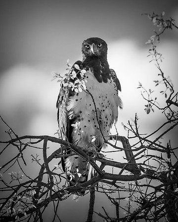 Africa, Africa, Bertazzoni, Nikon, "Southern Pale Chanting Goshawk", beak, bird, claws, colors, details, eagle, eating, feathers, flying, forest, garden, hawk, hunting, jungle, nest, park, posing, pre