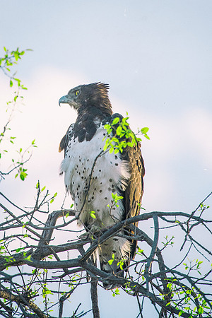 Africa, Africa, Bertazzoni, Nikon, "Southern Pale Chanting Goshawk", beak, bird, claws, colors, details, eagle, eating, feathers, flying, forest, garden, hawk, hunting, jungle, nest, park, posing, pre